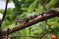 San Juan del Sur - Alajuela